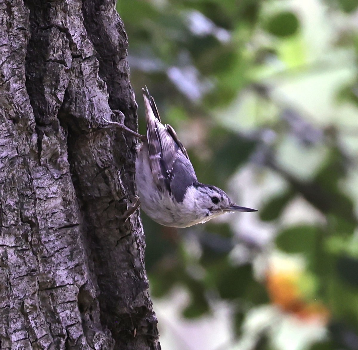 White-breasted Nuthatch - ML620191836