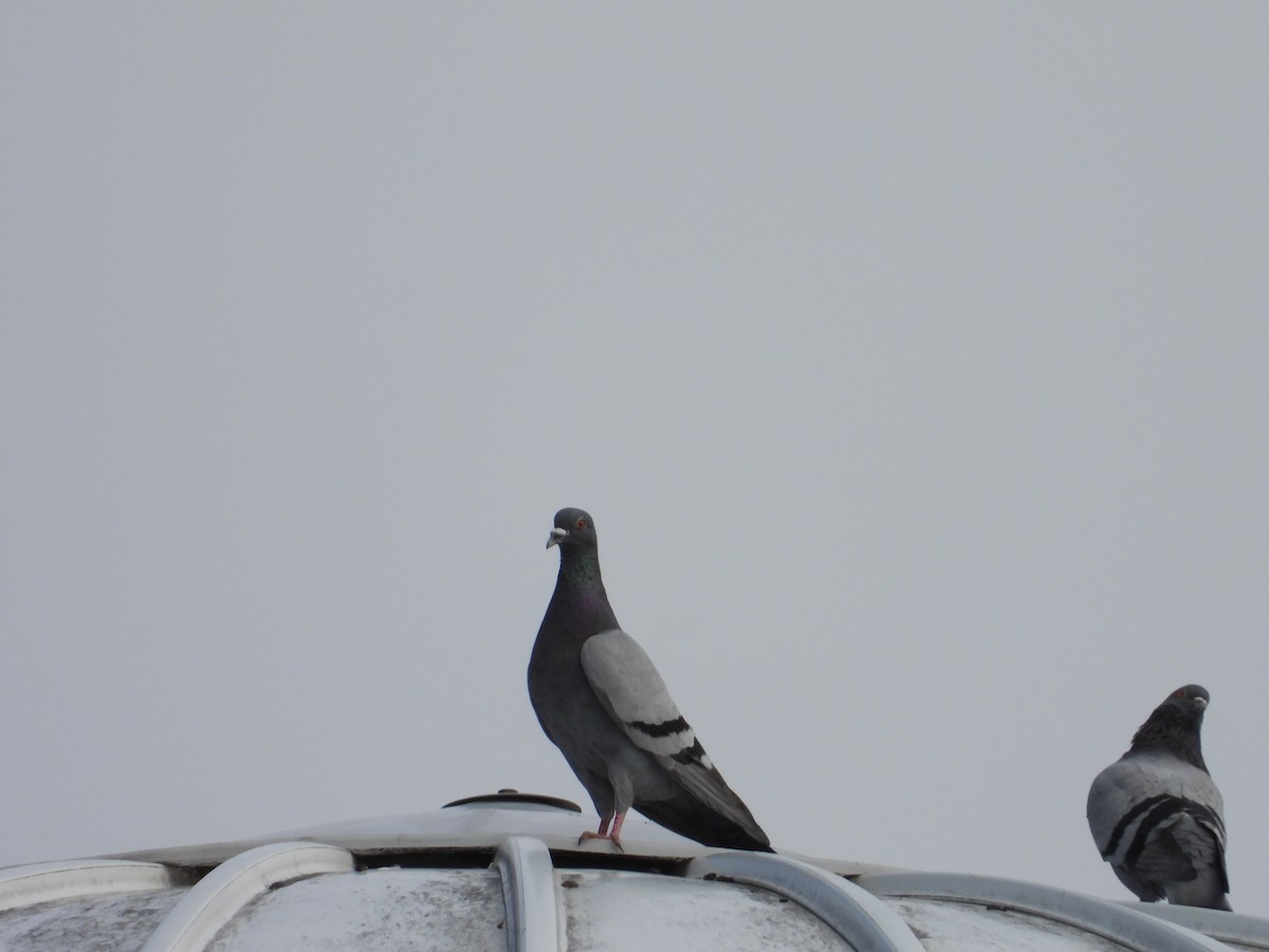 Rock Pigeon (Feral Pigeon) - ML620191839