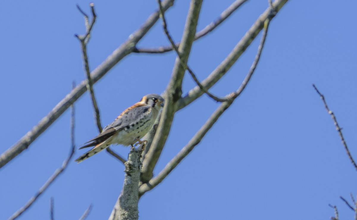 American Kestrel - ML620191841