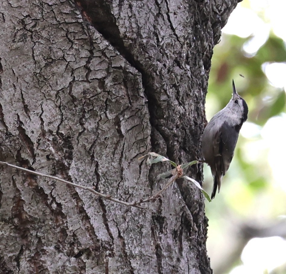 White-breasted Nuthatch - ML620191843