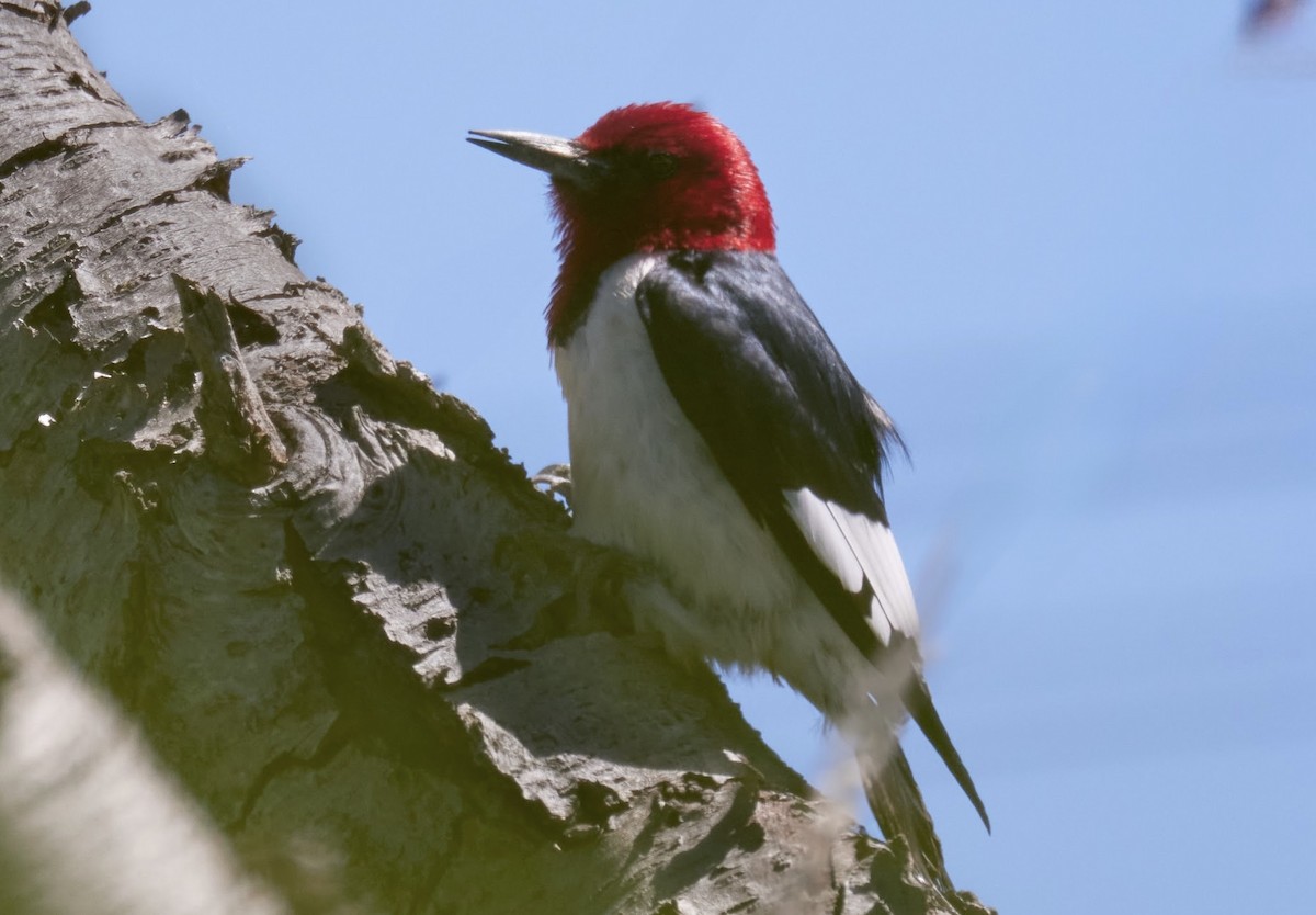 Pic à tête rouge - ML620191844