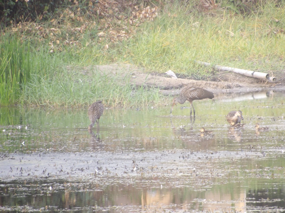 Limpkin - ML620191846