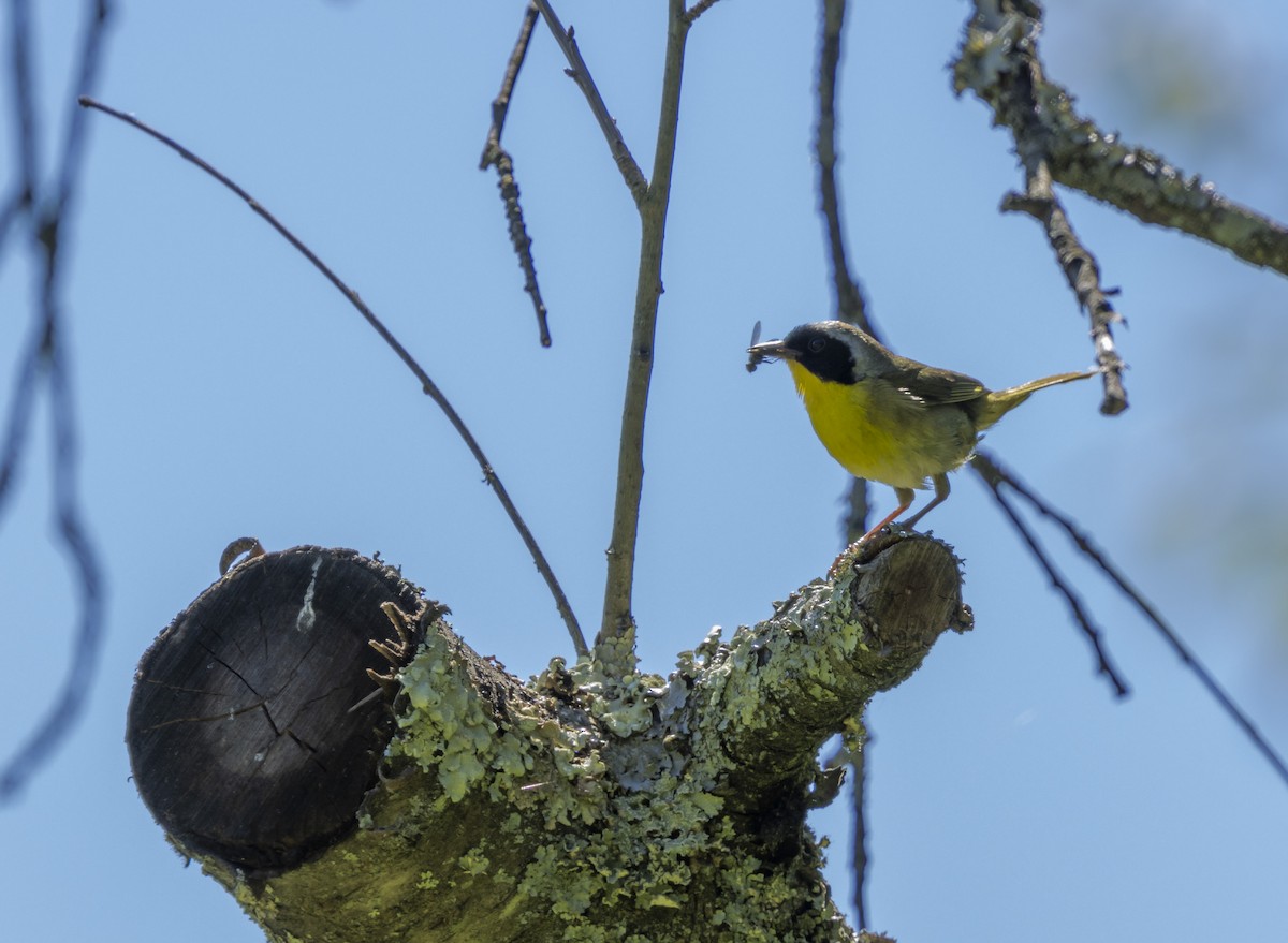 Common Yellowthroat - ML620191848