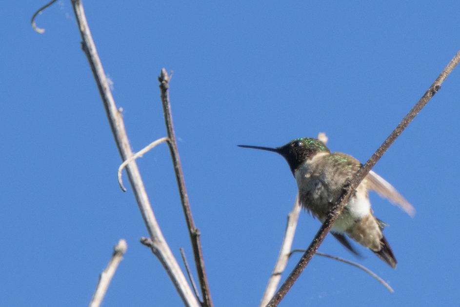 Colibri à gorge rubis - ML620191850