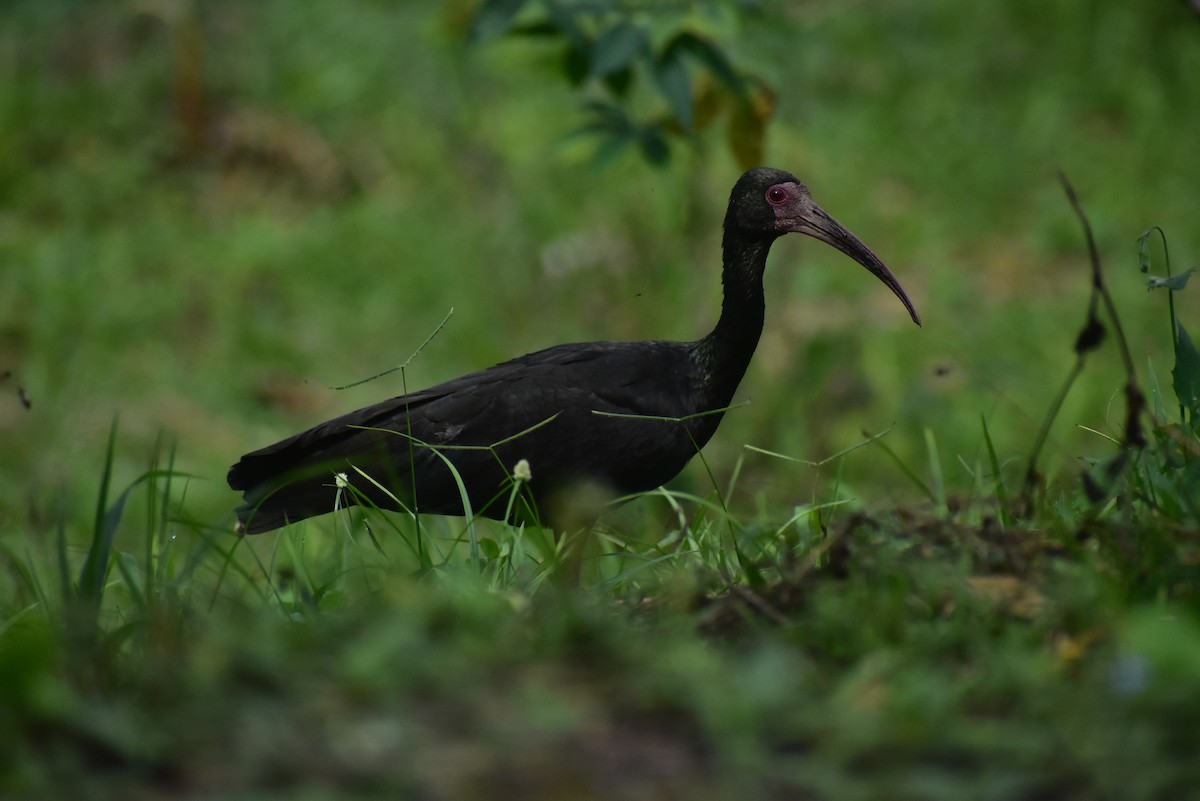 Bare-faced Ibis - ML620191853