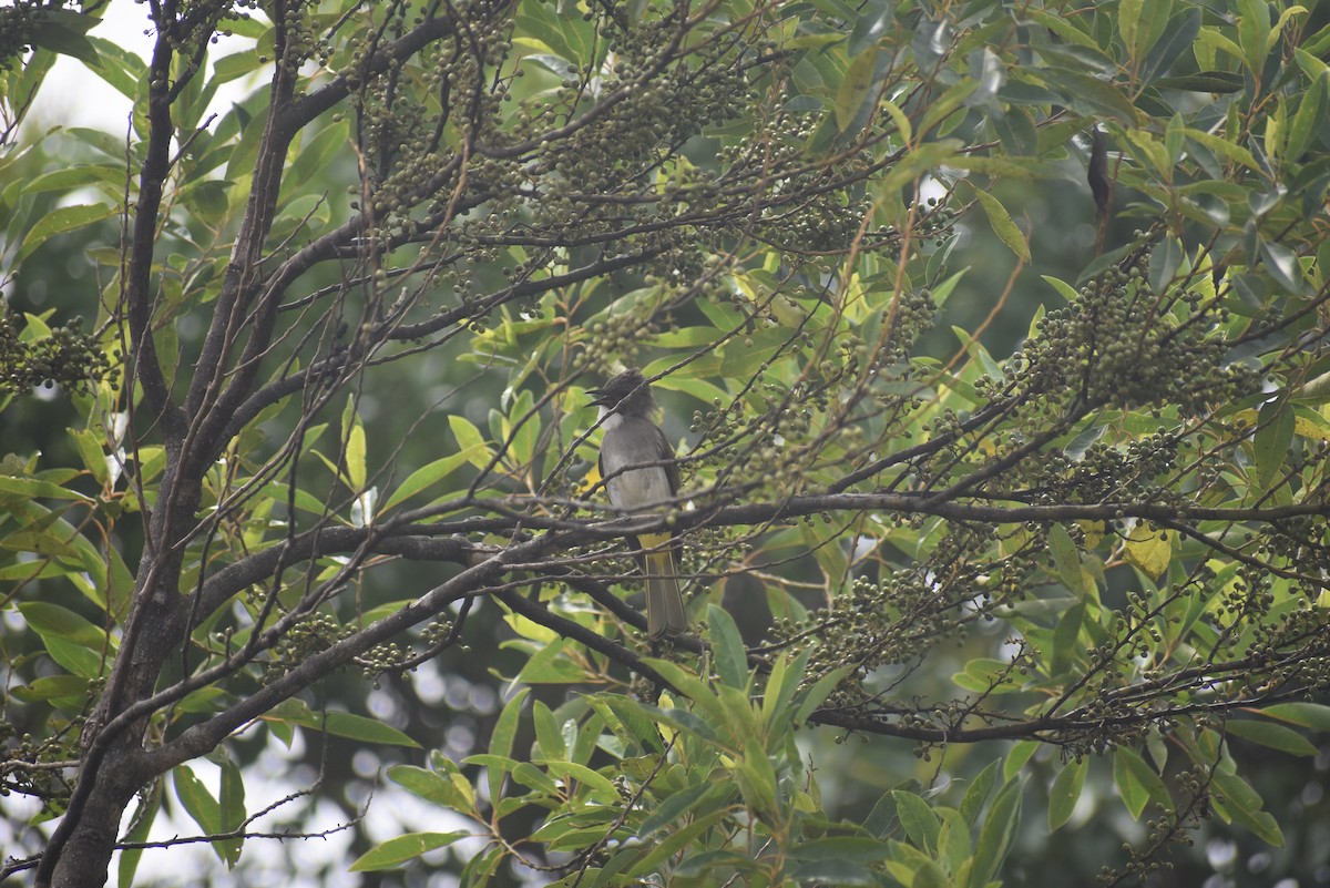 Cinereous Bulbul (Green-winged) - ML620191856