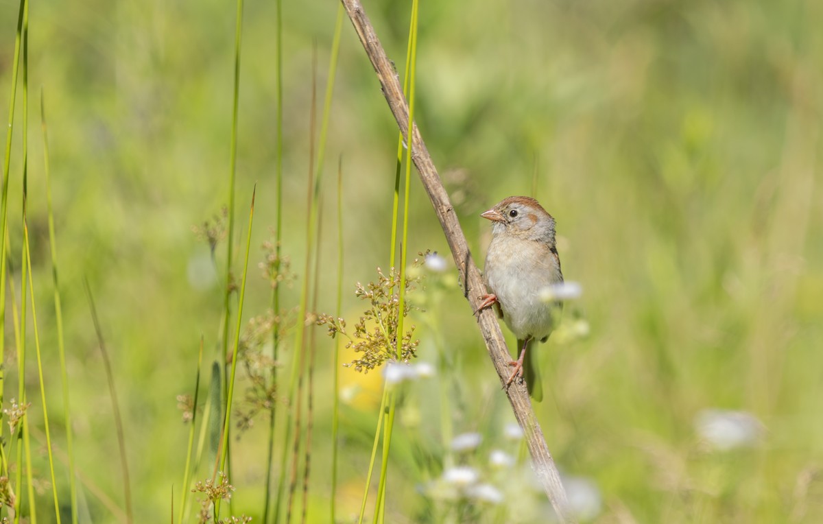 Field Sparrow - ML620191858