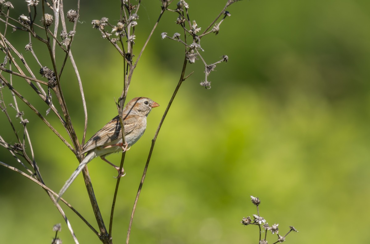Field Sparrow - ML620191859