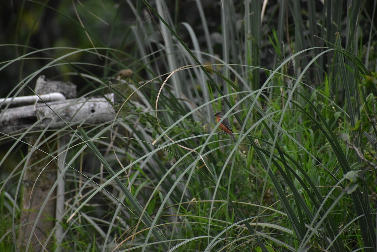 Ruddy-breasted Seedeater - ML620191862