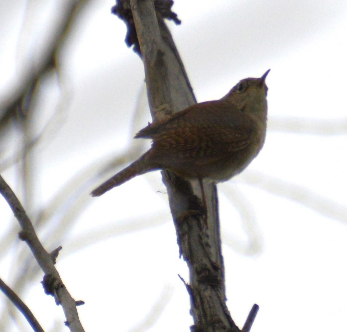 House Wren - ML620191865