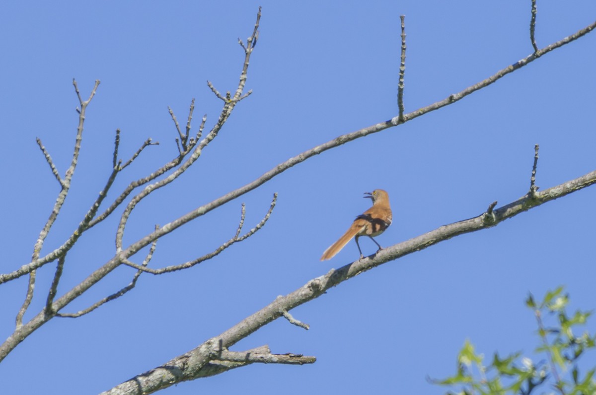 Brown Thrasher - ML620191867