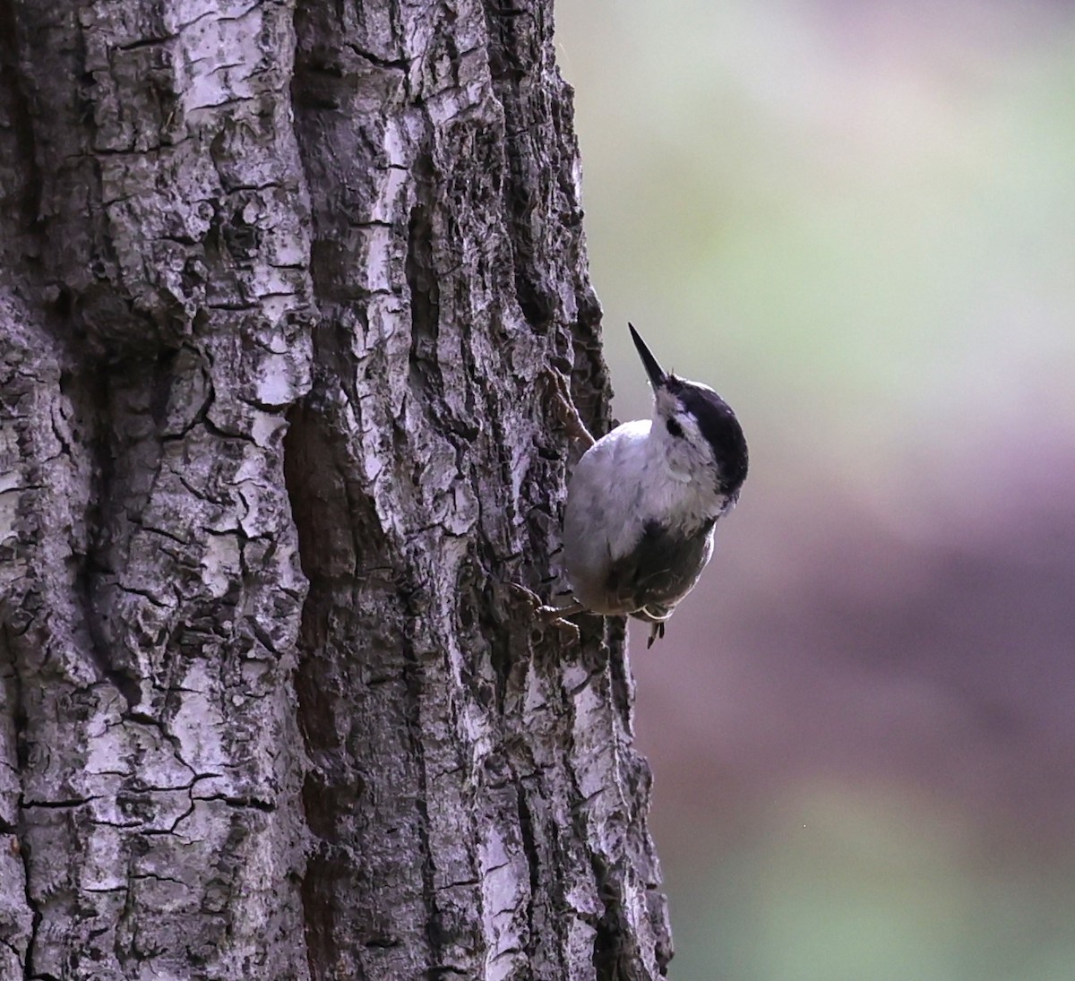 White-breasted Nuthatch - ML620191868