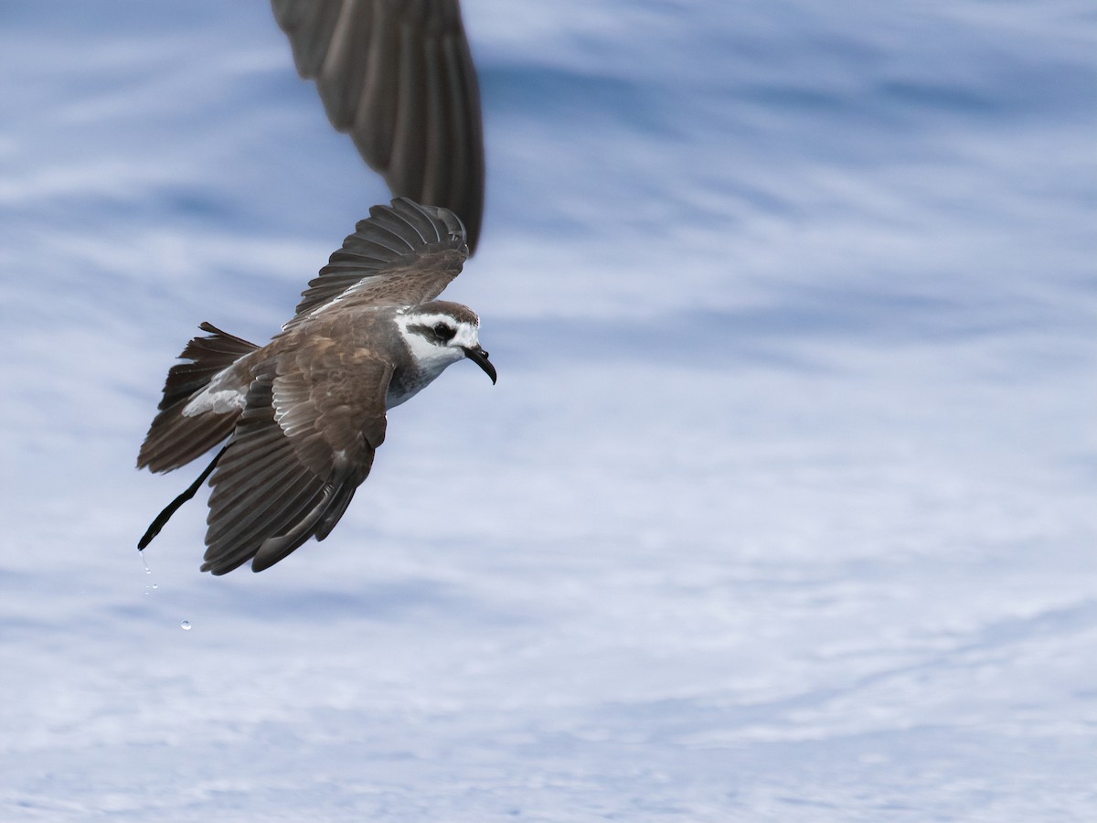 White-faced Storm-Petrel - ML620191870