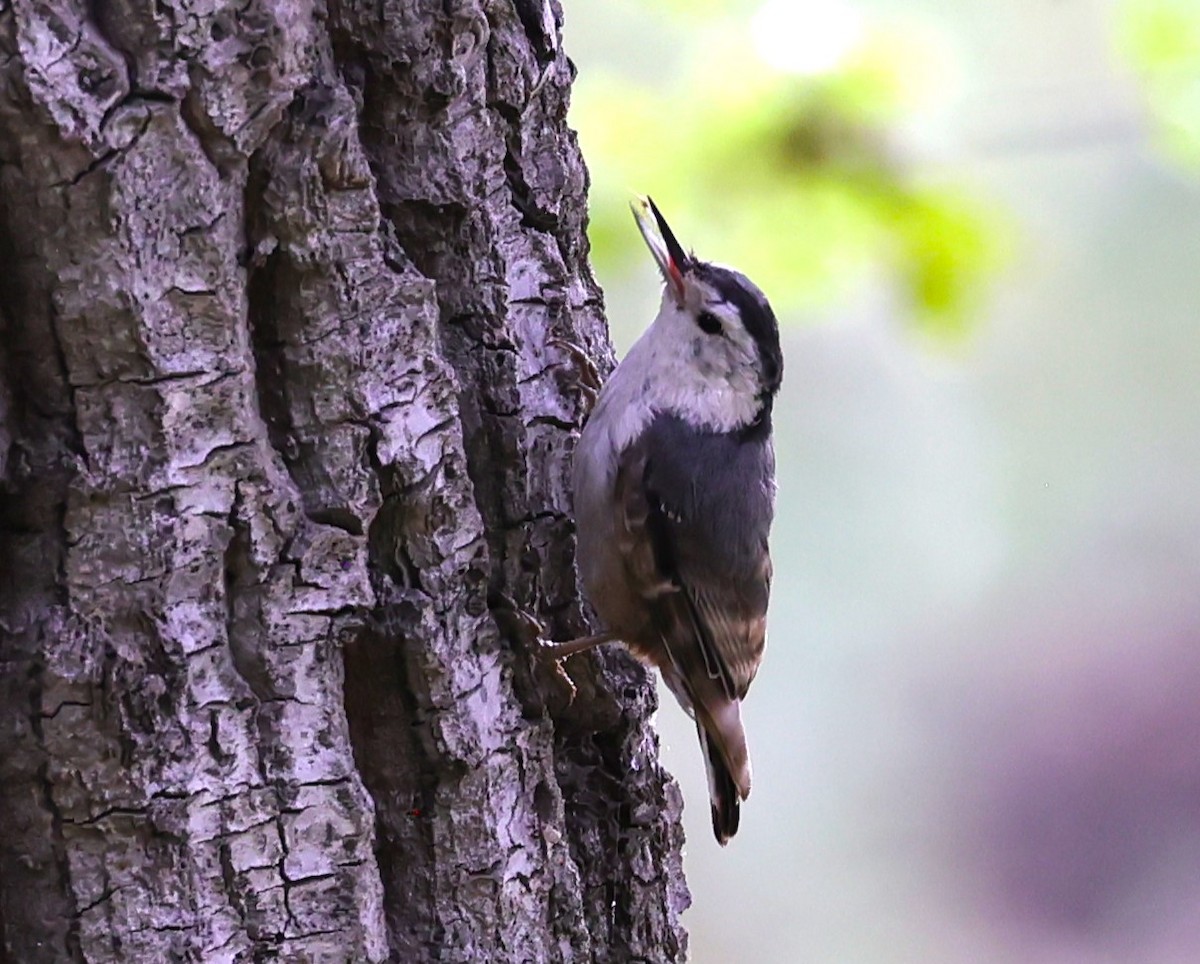 White-breasted Nuthatch - ML620191874