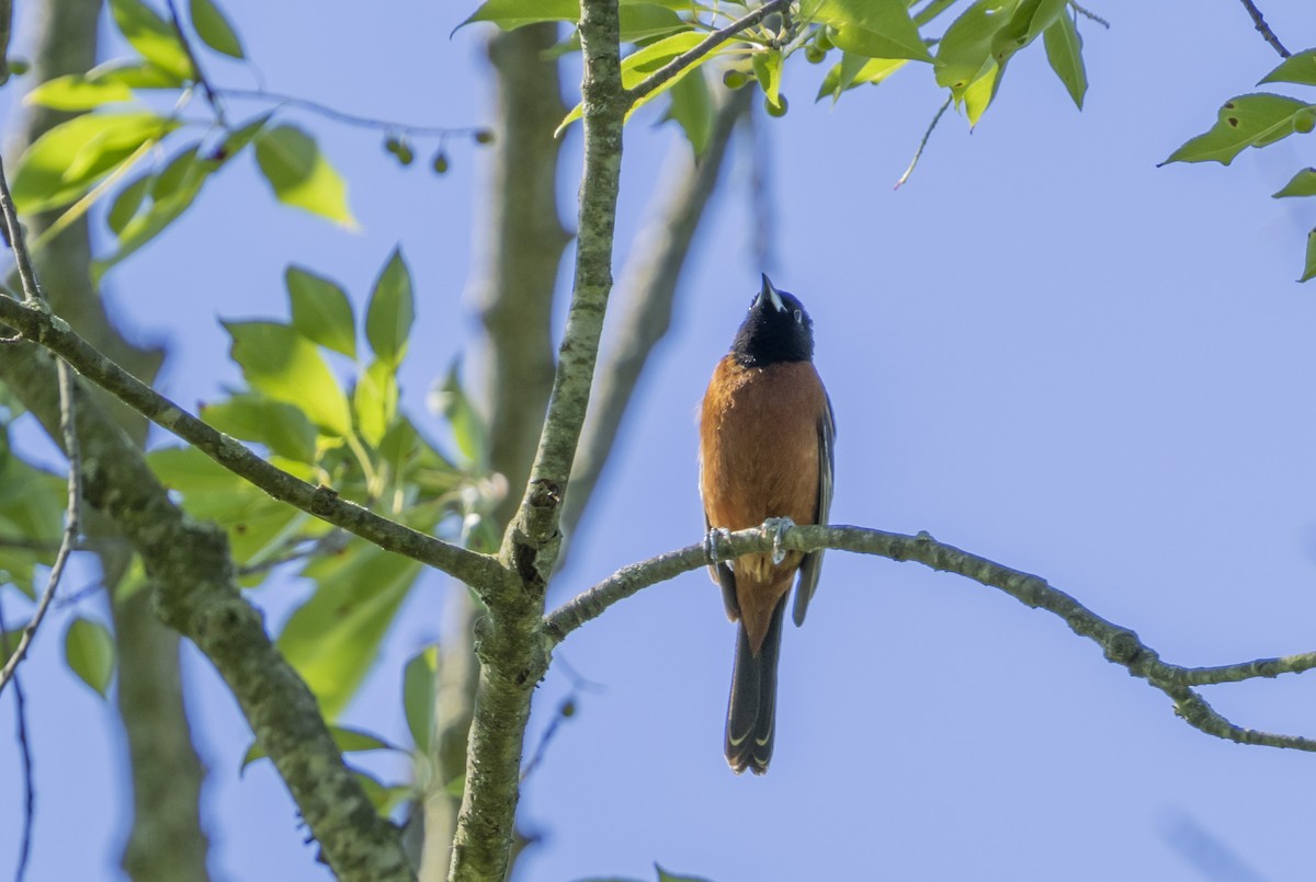 Orchard Oriole - ML620191886