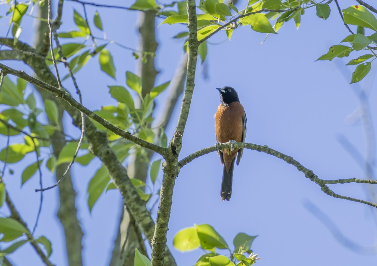 Orchard Oriole - ML620191887