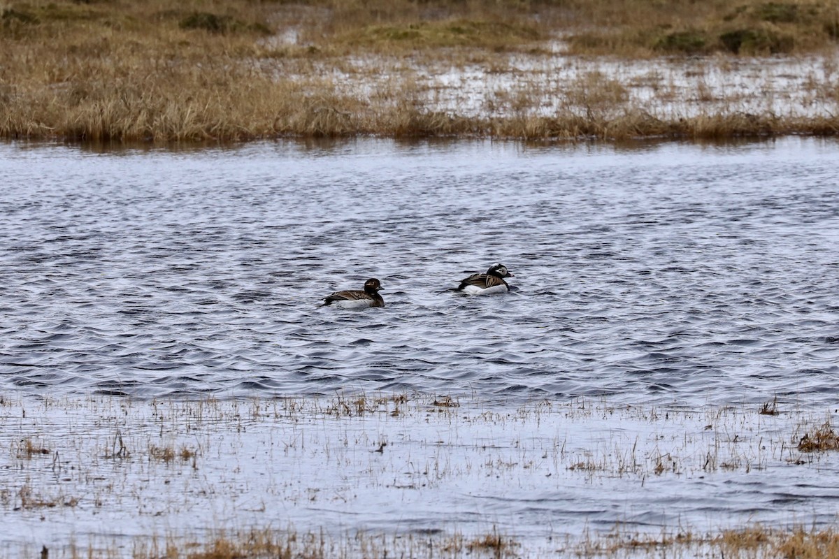 Long-tailed Duck - ML620191896
