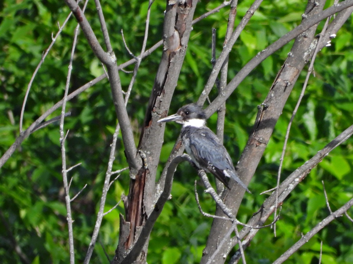 Belted Kingfisher - ML620191900