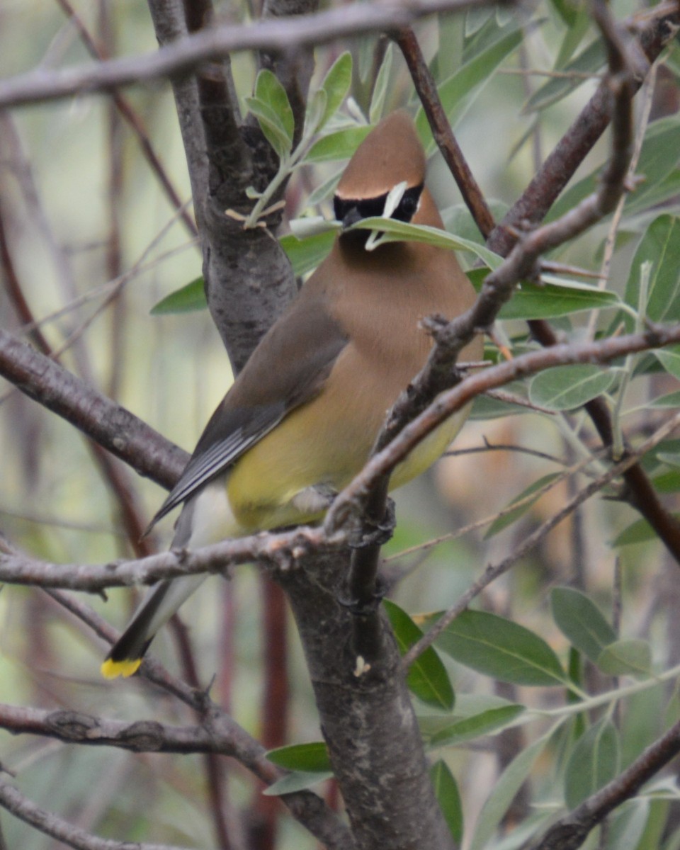 Cedar Waxwing - ML620191911