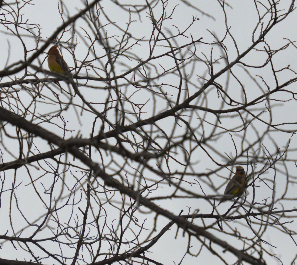 Cedar Waxwing - ML620191913