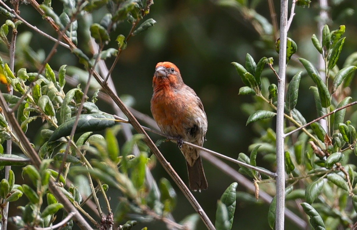 House Finch - ML620191917