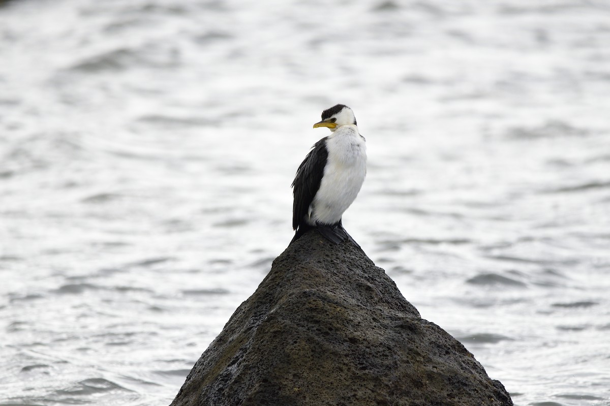 Little Pied Cormorant - ML620191927