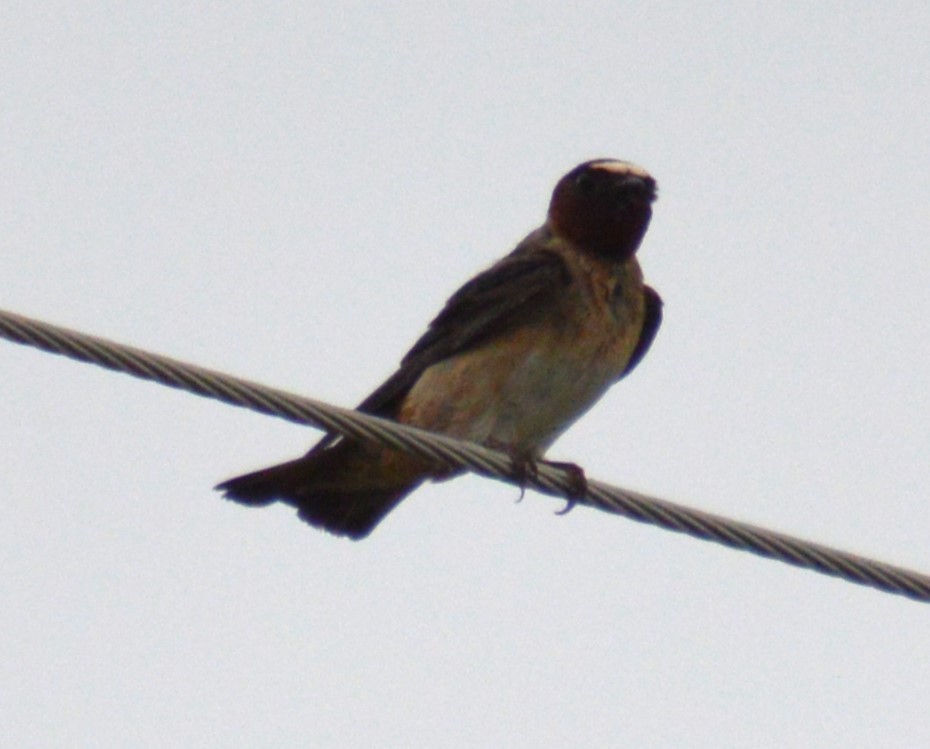 Golondrina Risquera - ML620191932