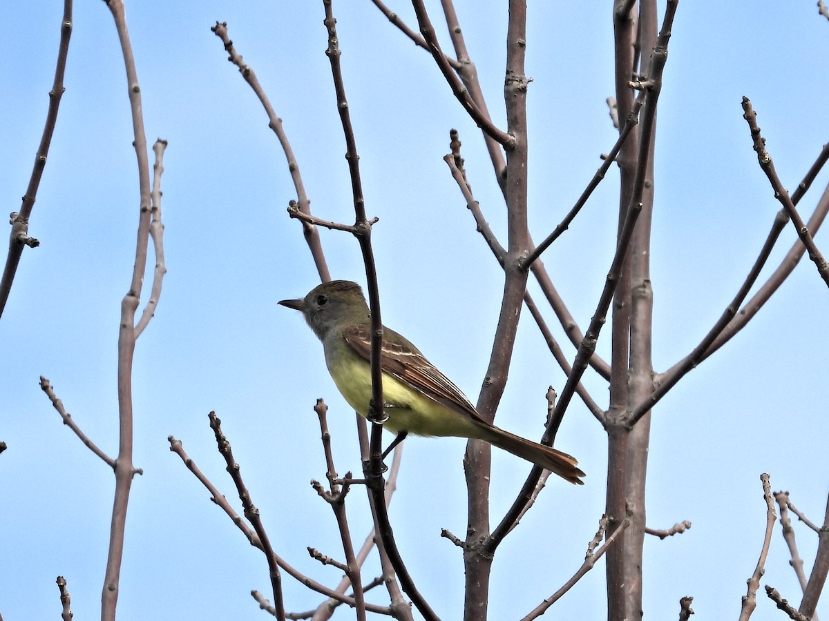 Great Crested Flycatcher - ML620191934