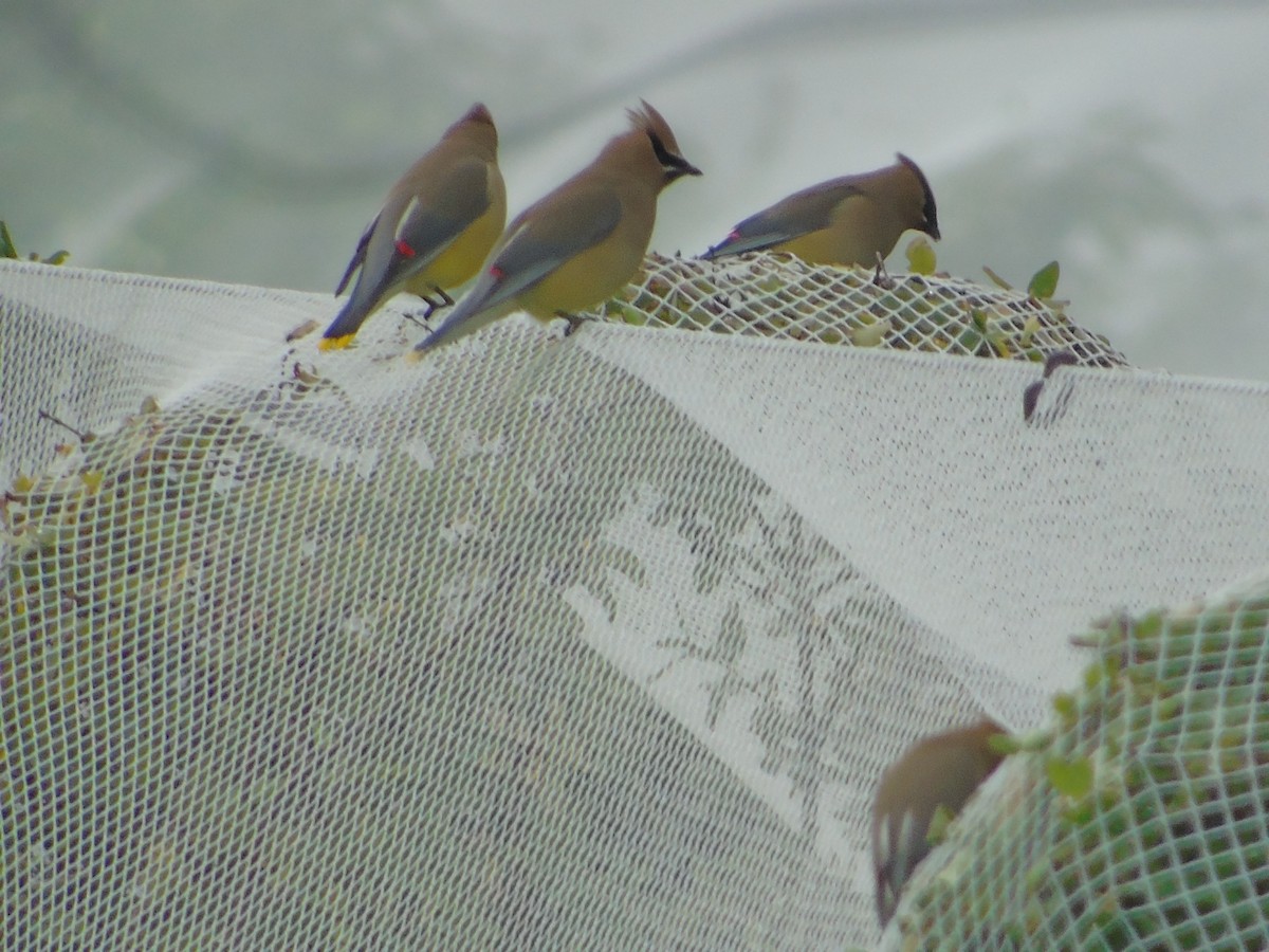 Cedar Waxwing - Landra7 _