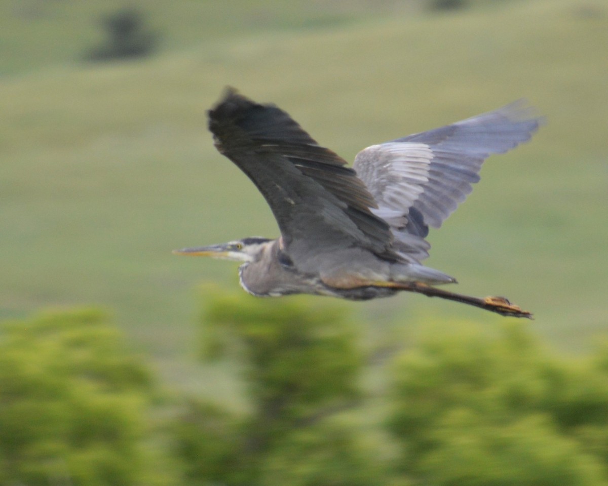 Great Blue Heron - ML620191939