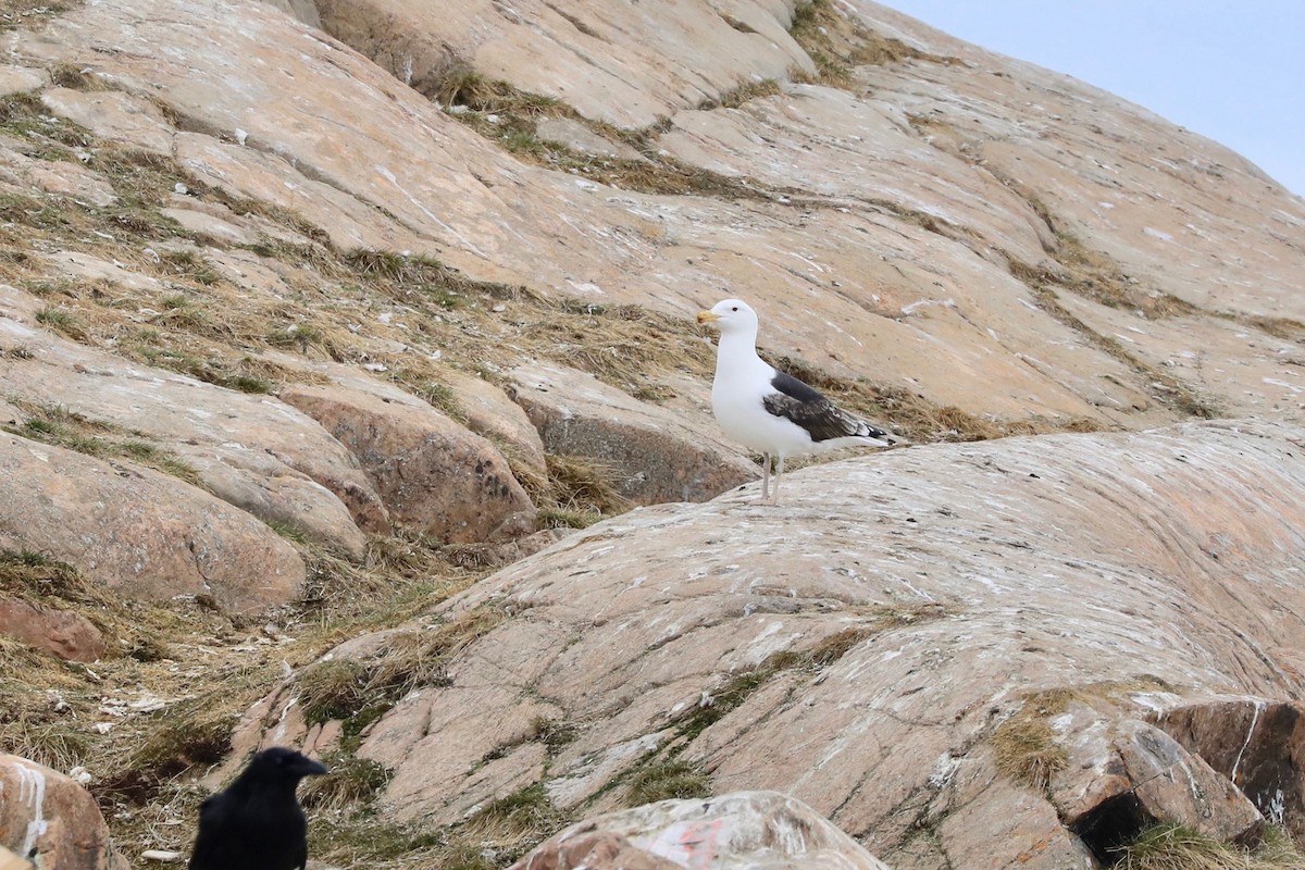 Great Black-backed Gull - ML620191940