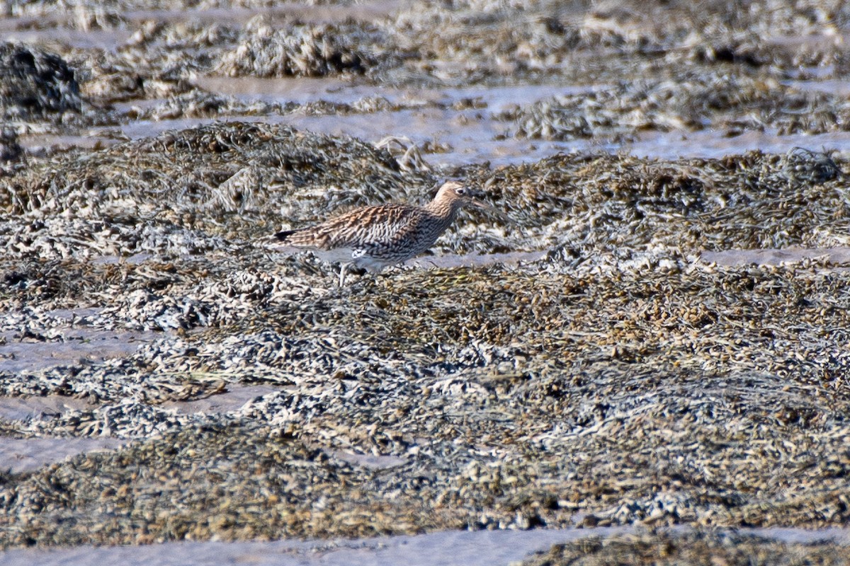 Eurasian Curlew - ML620191945