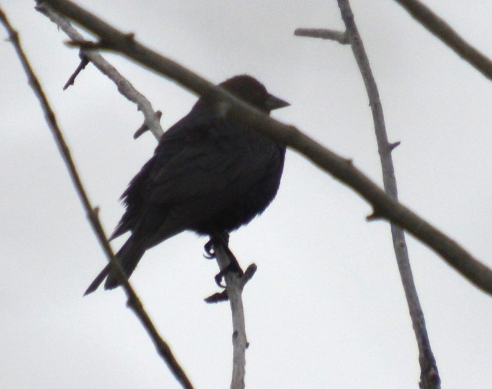 Brown-headed Cowbird - ML620191958