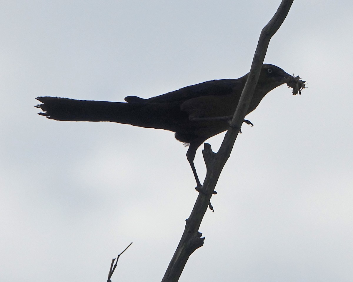 Great-tailed Grackle - ML620191961