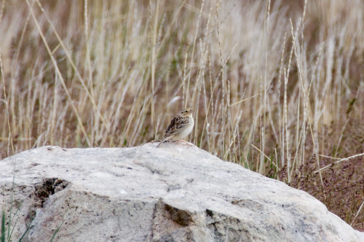 Grasshopper Sparrow - ML620191969