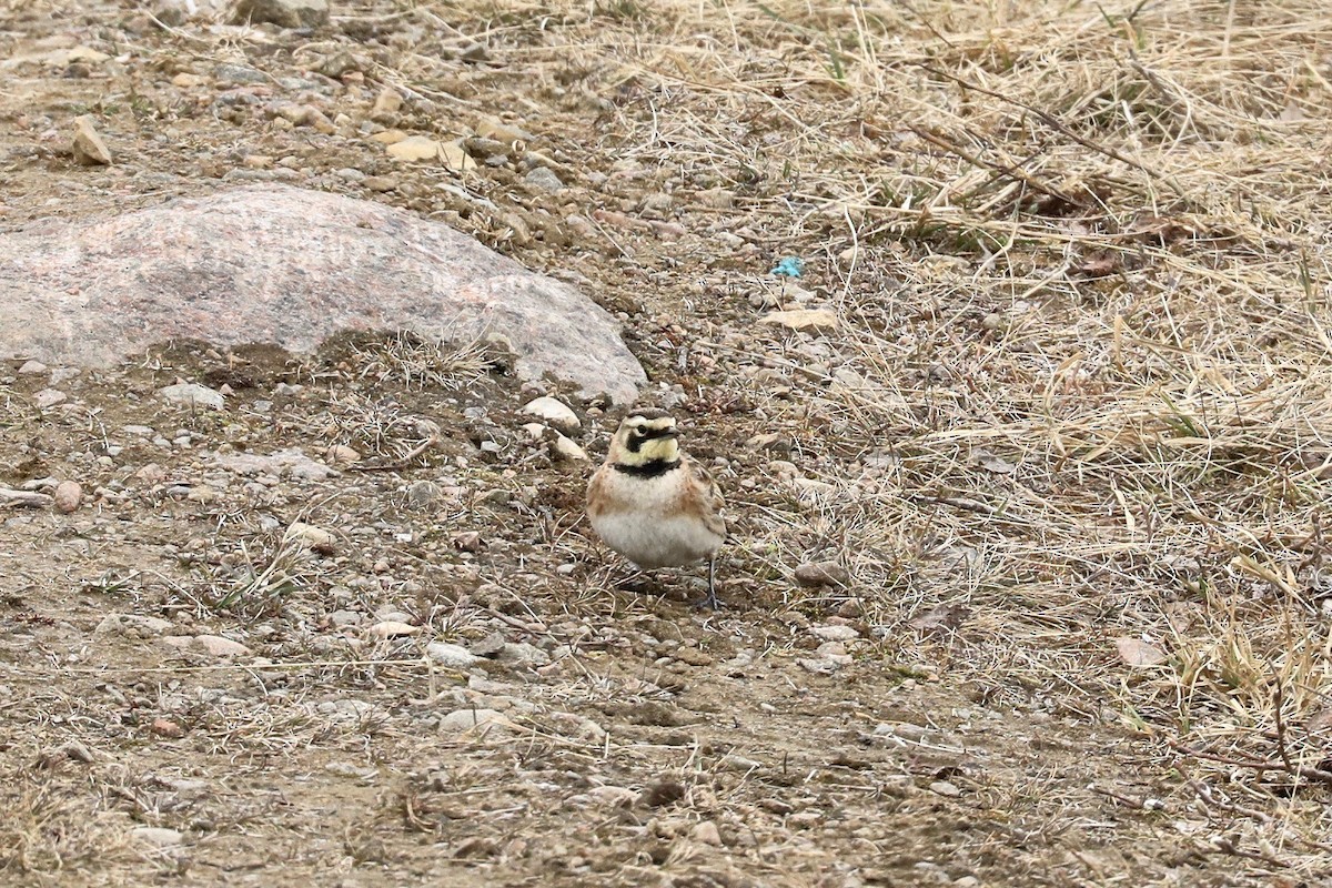 Horned Lark - ML620191989