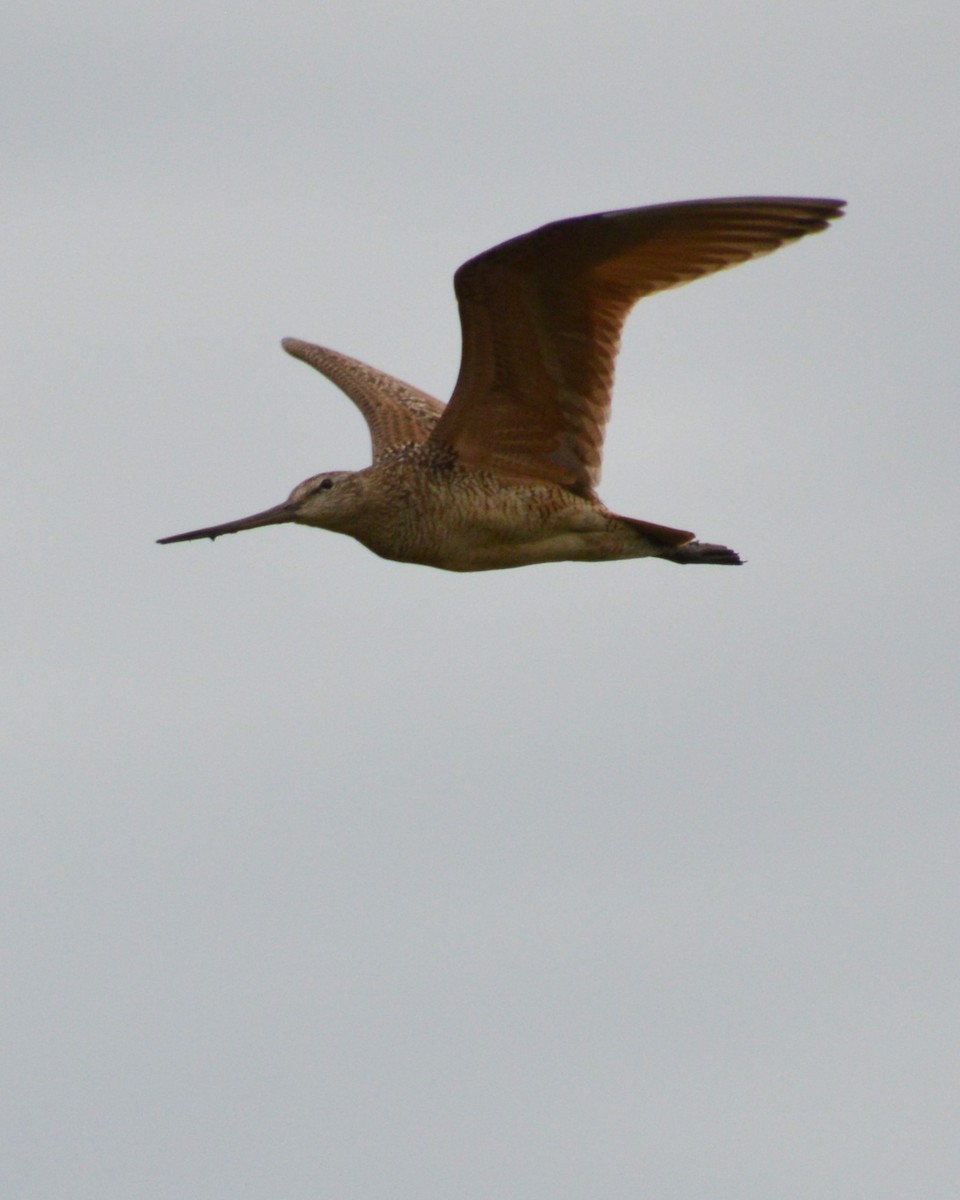 Marbled Godwit - Liz Almlie