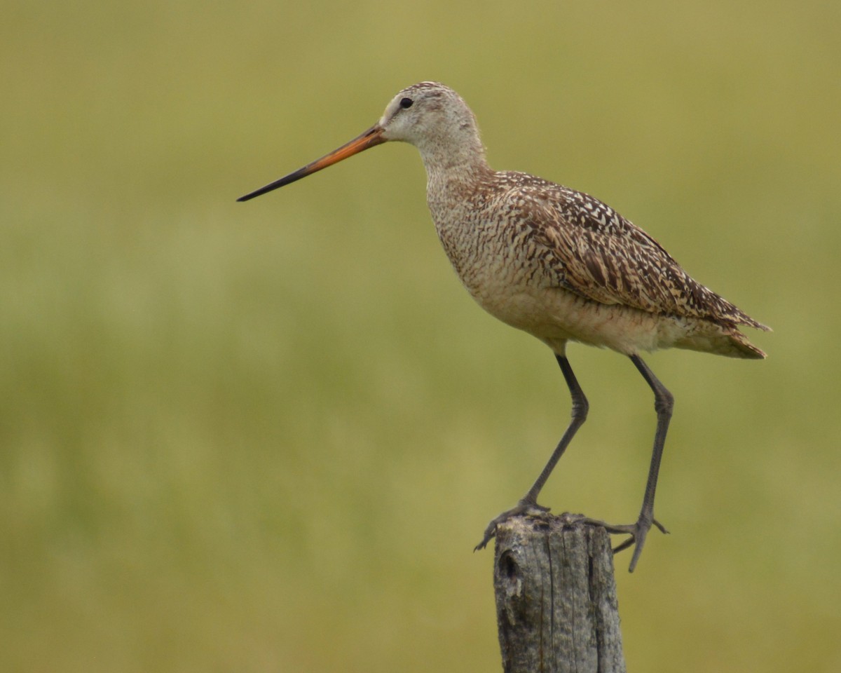 Marbled Godwit - ML620191994