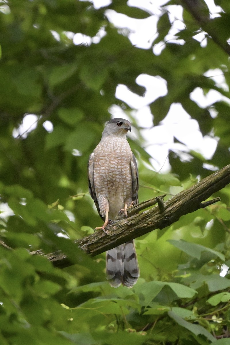 Cooper's Hawk - ML620192004