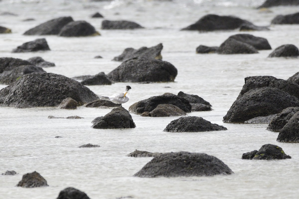 Great Crested Tern - ML620192009