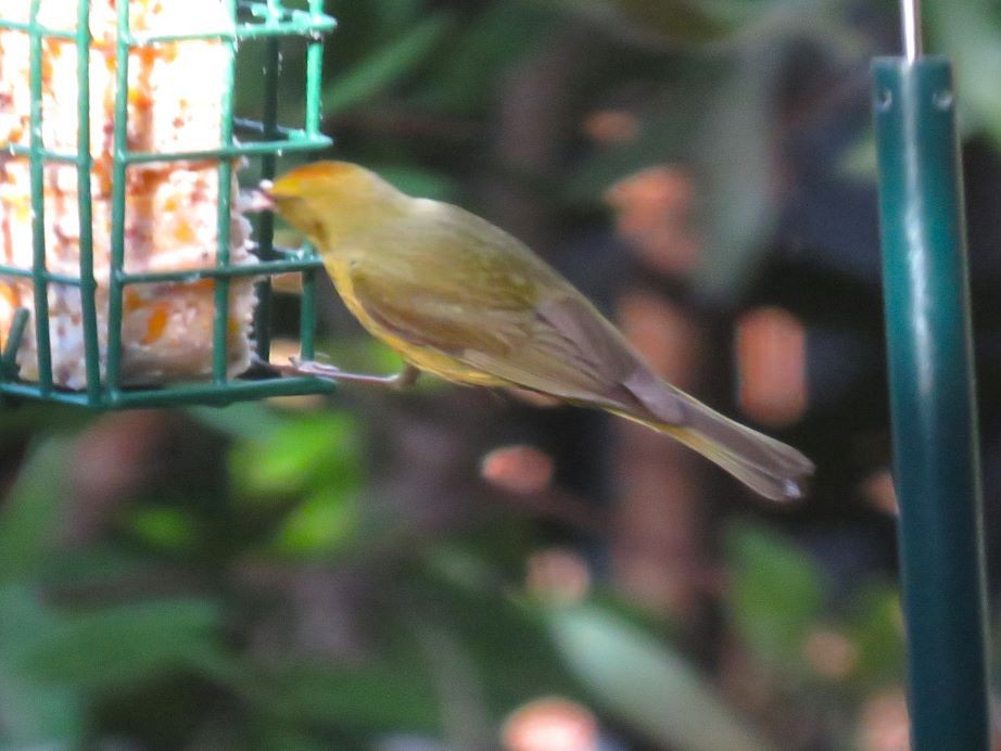Orange-crowned Warbler - ML620192011