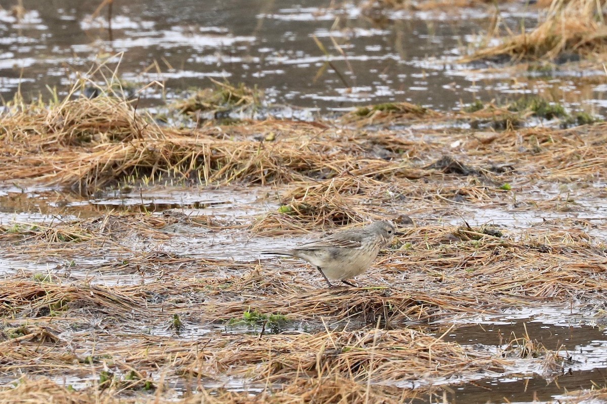 American Pipit - ML620192014