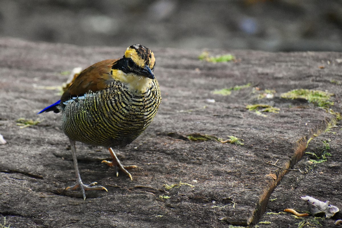 Borneobindenpitta - ML620192016