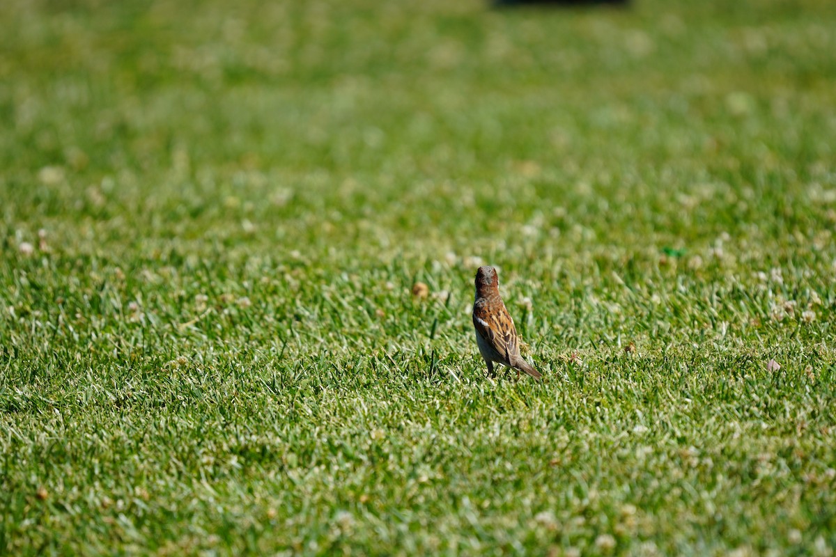 House Sparrow - ML620192022