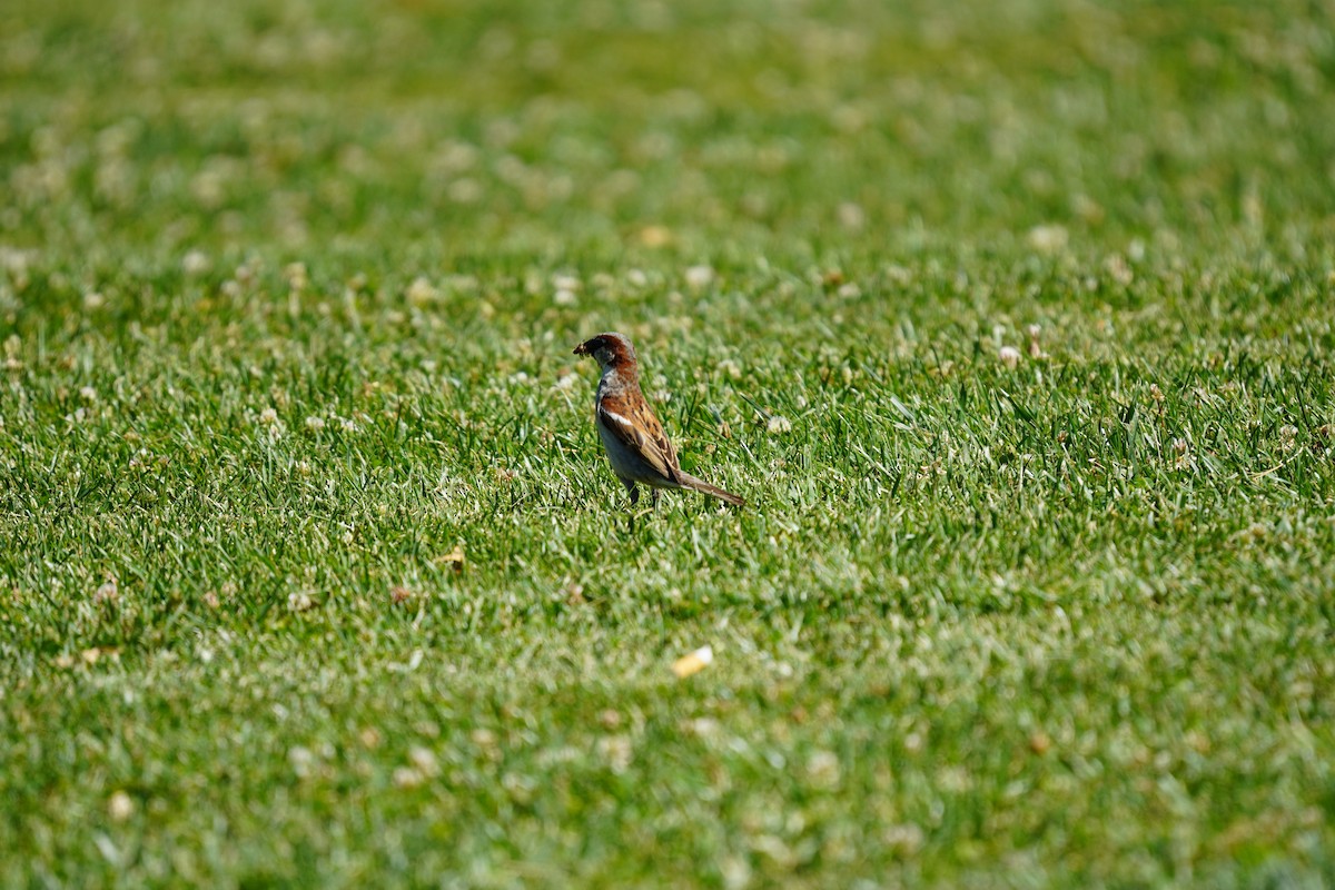 House Sparrow - ML620192023