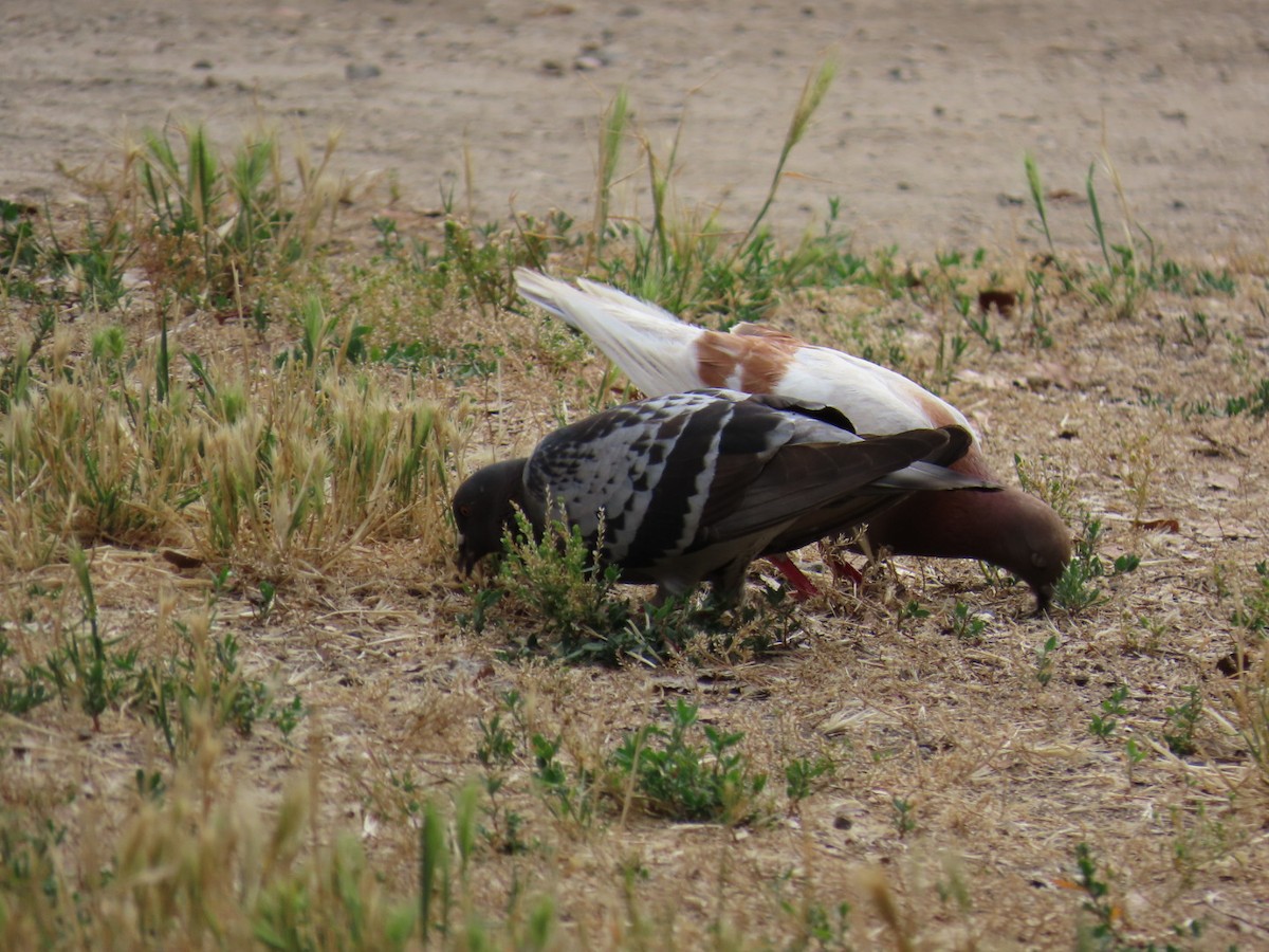 Rock Pigeon (Feral Pigeon) - ML620192036