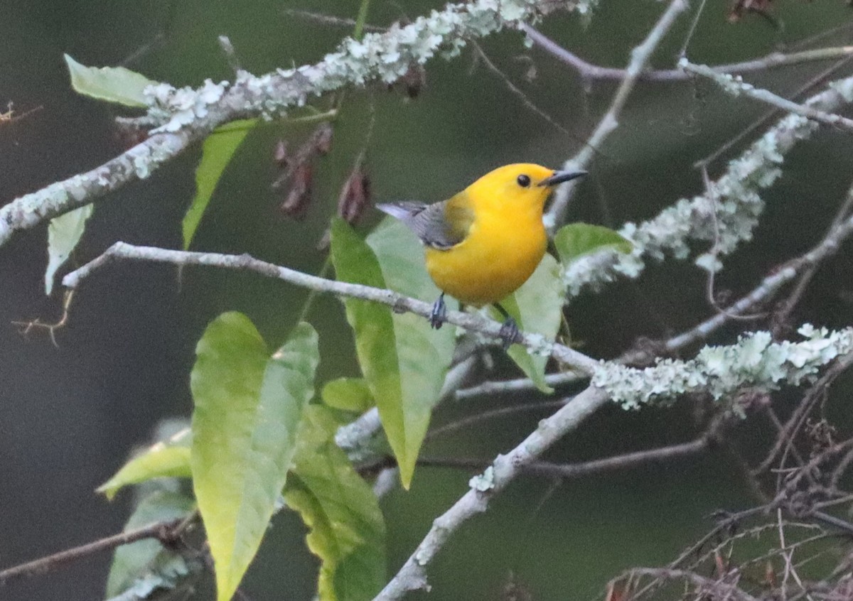 Prothonotary Warbler - ML620192045