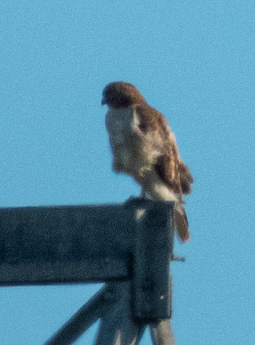 Red-tailed Hawk - ML620192048