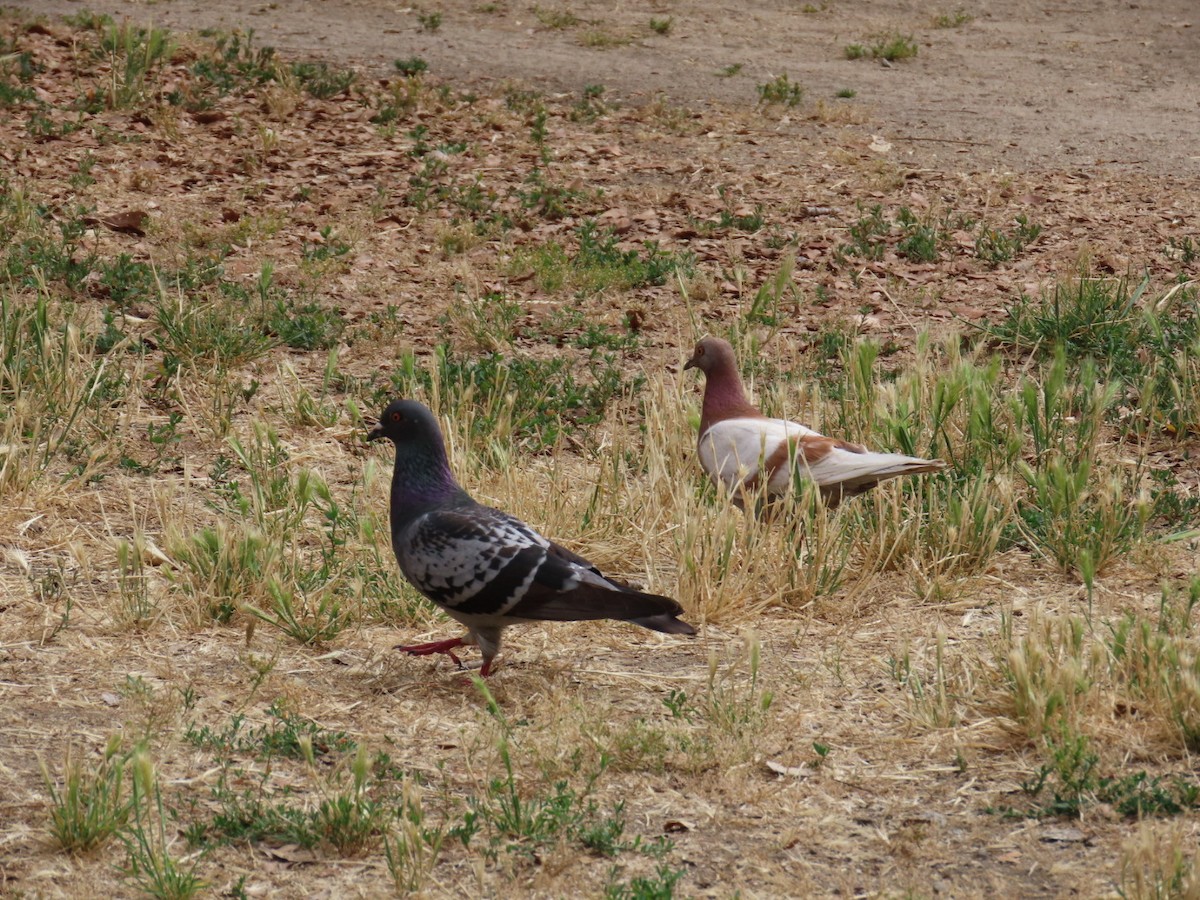 Rock Pigeon (Feral Pigeon) - ML620192051