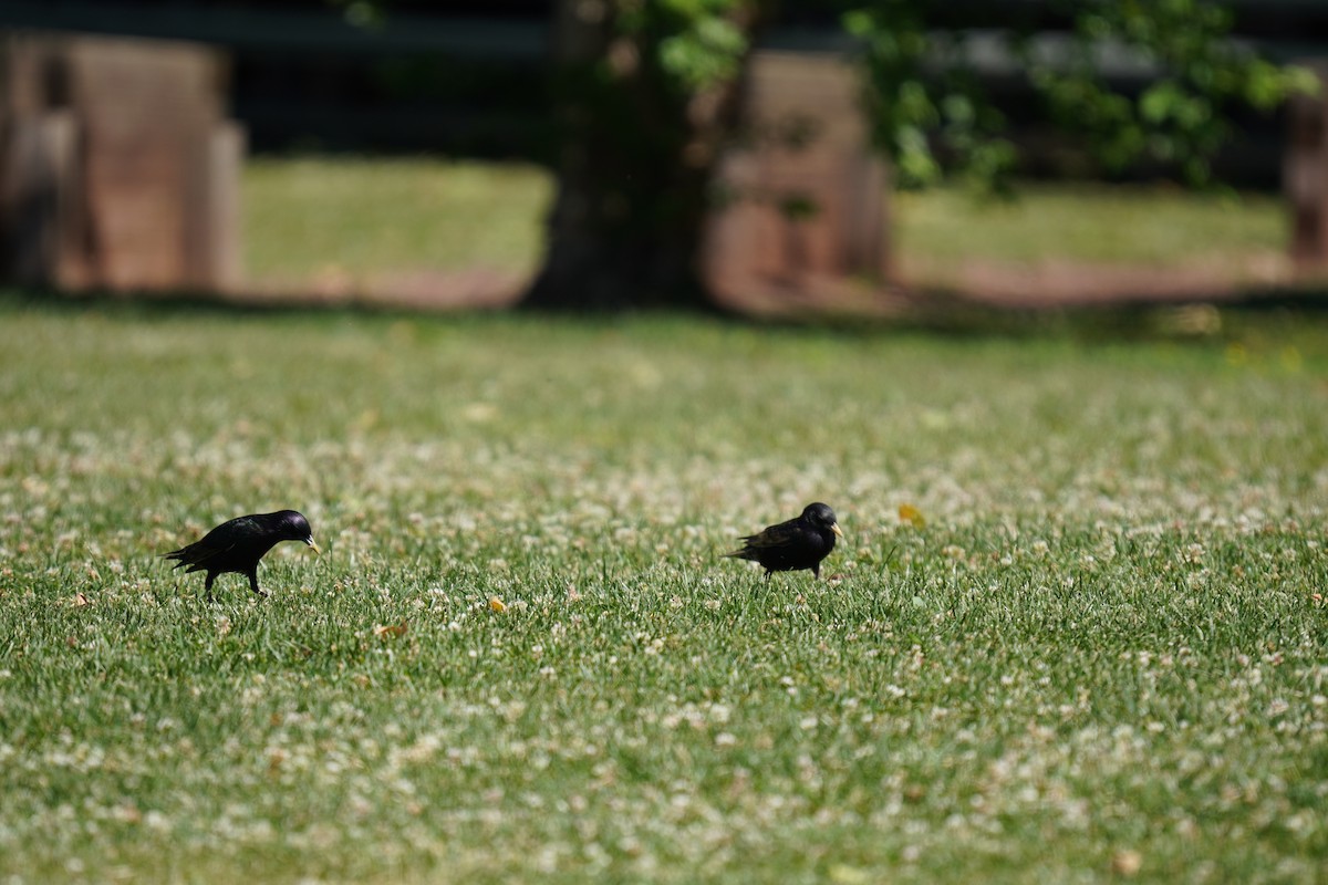 European Starling - ML620192053